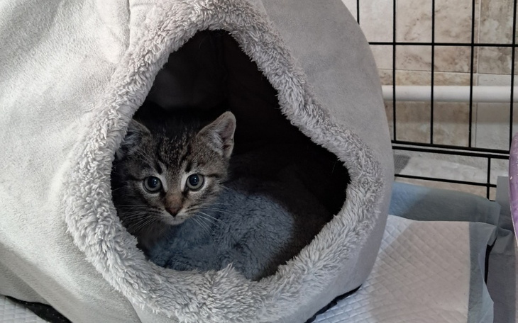 Zbiórka Dla porzuconych kociaków - zdjęcie główne