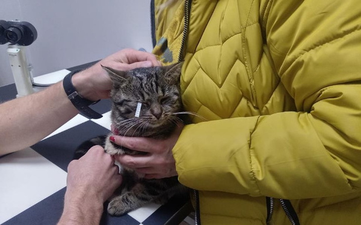 Zbiórka Kocie wołanie o pomoc! - zdjęcie główne