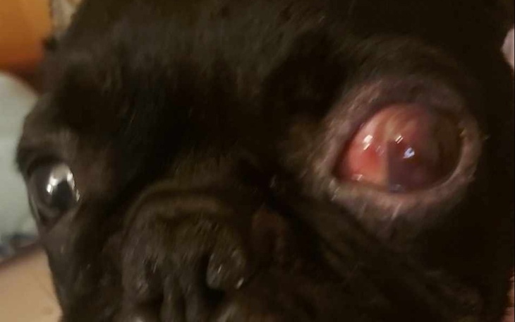 Zbiórka Na zabieg dla buldoga - zdjęcie główne