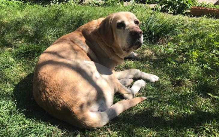 Zbiórka Karma dla seniora - zdjęcie główne