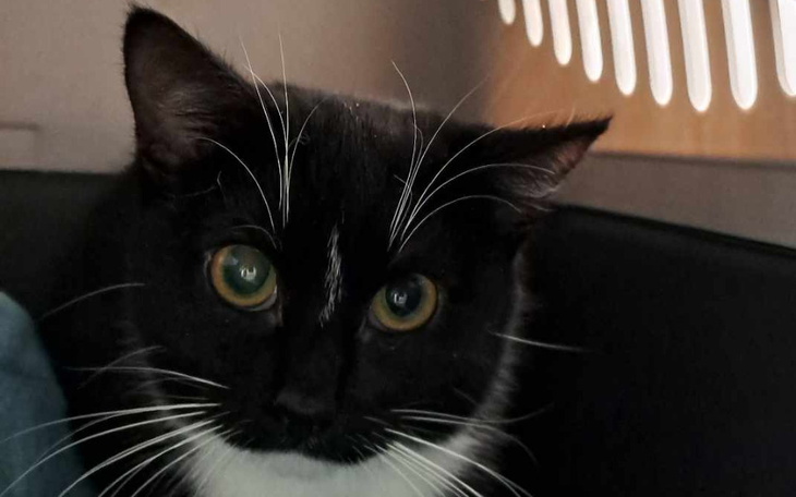 Zbiórka Kreska prosi o karmę Wesprzyj - zdjęcie główne