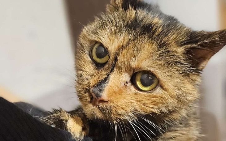 Zbliżenie na kotkę z brudnym futrem i dużymi oczami.