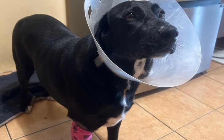 Zbiórka Pilna pomoc na leczenie Luny - zdjęcie główne