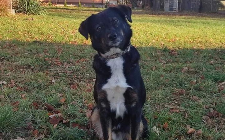 Zbiórka Droga do domu Fado - zdjęcie główne