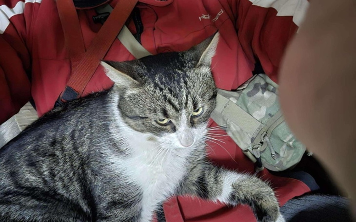 Kot siedzący na kolanach, z wyrazem skupienia.