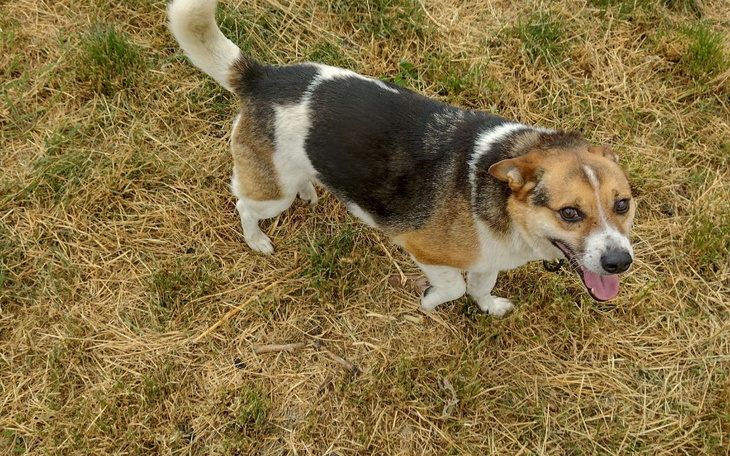 Zbiórka Reksio nadal czeka w hoteliku - zdjęcie główne