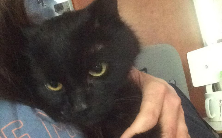 Zbiórka Ratujemy Sabatka - zdjęcie główne