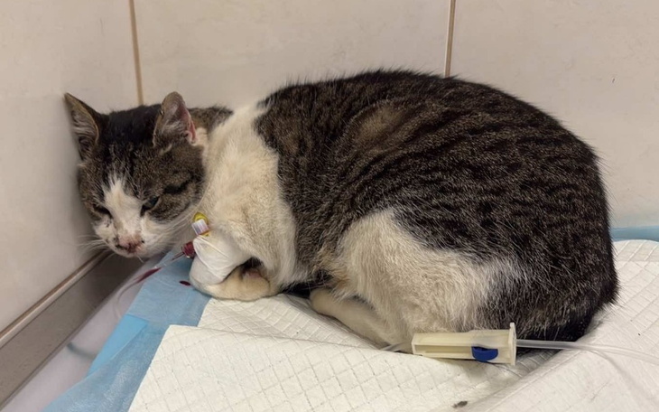 Zbiórka Gruby - pomóż nam leczyć - zdjęcie główne