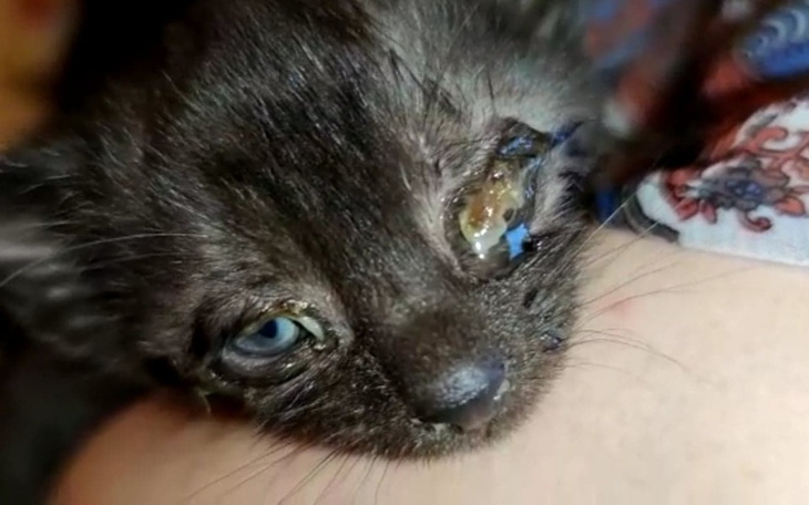 Zbiórka Ratujemy chore Znajdki - zdjęcie główne