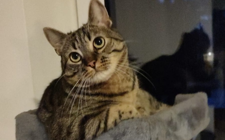 Zbiórka Zbiórka dla zwierząt z Ukraina - zdjęcie główne