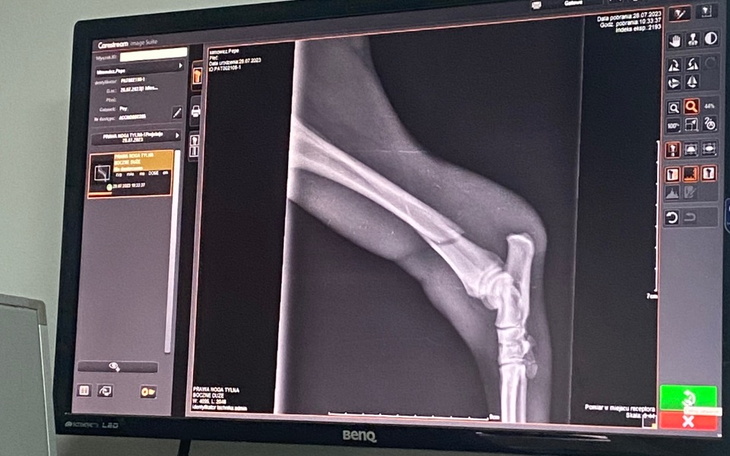 Zbiórka Operacja złamanej kości psa - zdjęcie główne