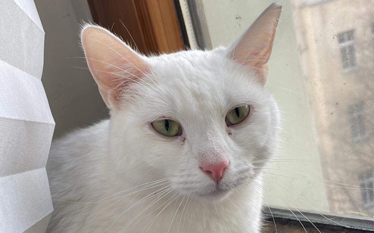 Zbiórka Wsparcie Tymczasu u Laury - zdjęcie główne