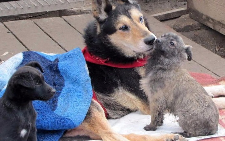 Zbiórka Aga Senderska dla Psiego Raju - zdjęcie główne