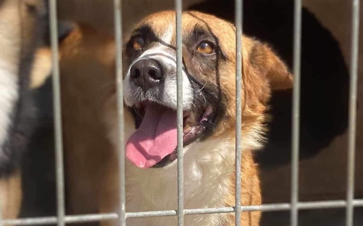 Zbiórka Transport dzikusów ze Schroniska - zdjęcie główne