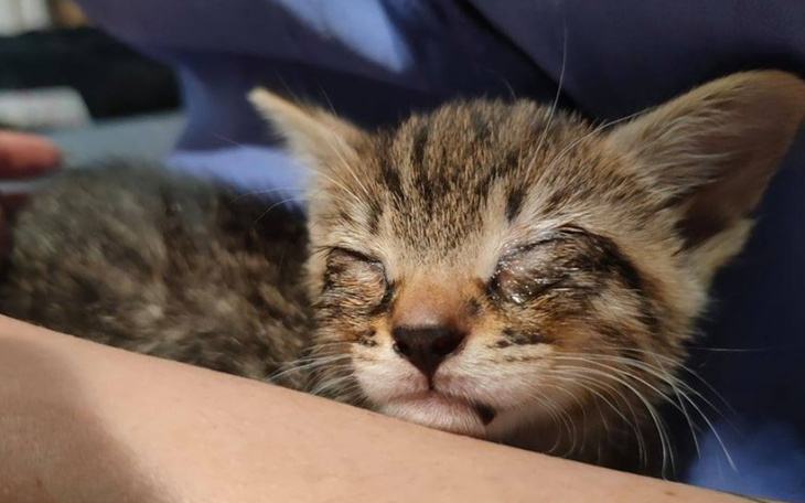 Zbiórka Los 13 sierot w Twoich rękach - zdjęcie główne