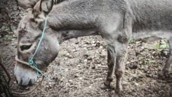 Zbiórka Hugo z wyrokiem ŚMIERCI. RATUJ! - miniaturka zdjęcia