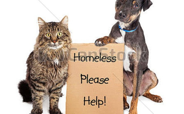 Zbiórka Pomoc dla biednych kotów i psów - zdjęcie główne
