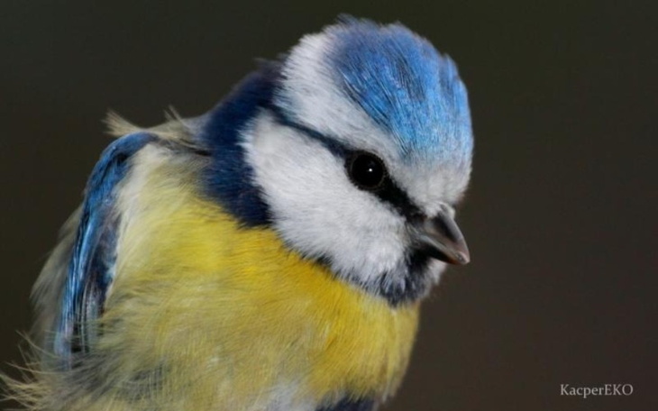 Zbiórka Ptaki nas potrzebują - zdjęcie główne