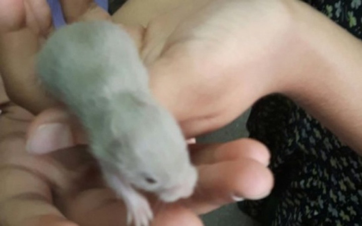 Zbiórka Klatki dla chomików - zdjęcie główne