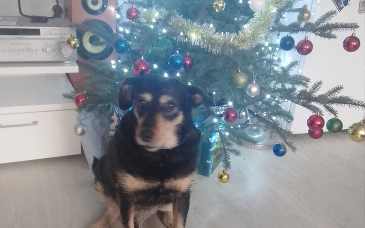 Zbiórka Ratowanie Luckyego - zdjęcie główne