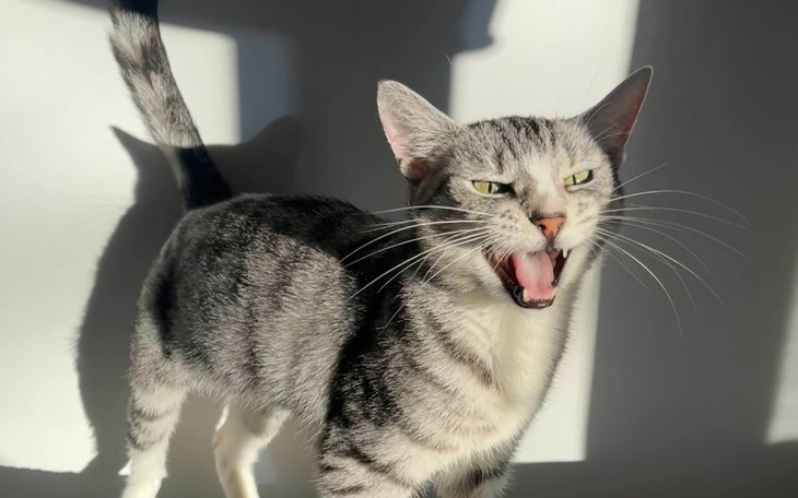 Kot w słońcu, wydający dźwięk.