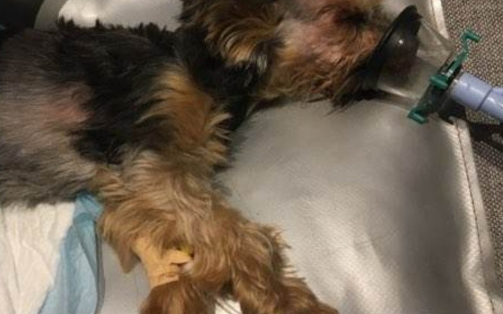 Zbiórka Nasz Tofik - zdjęcie główne