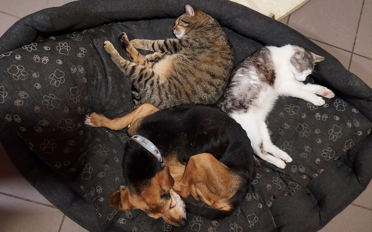 Zbiórka Schronisko zwierząt Młodolino - zdjęcie główne