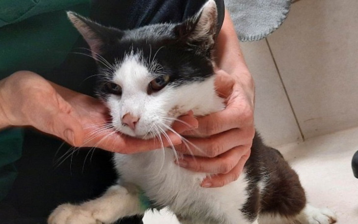 Kot trzymany na rękach, z wyraźnym spojrzeniem.