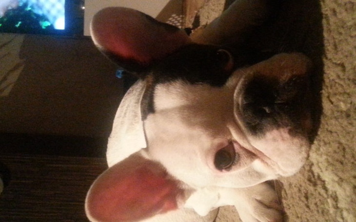 Pies rasy buldog francuski leżący na podłodze.