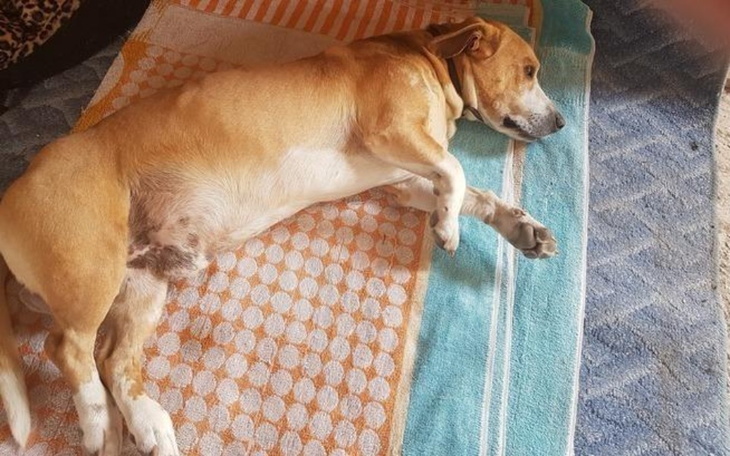 Zbiórka Na ratunek pieskowi - zdjęcie główne