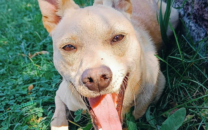 Zbiórka Kastracja paliwo - zdjęcie główne