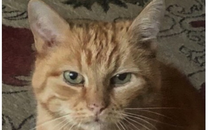 Zbiórka Leczenie Tory chorującej na FIP - zdjęcie główne