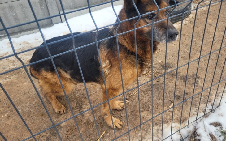 Zbiórka Karma dla seniorów - zdjęcie główne