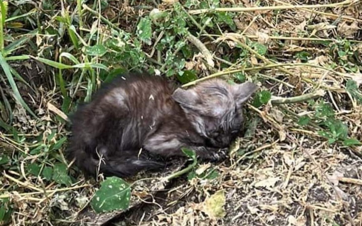 Zbiórka Chore maluszki z Kobierzyc - zdjęcie główne