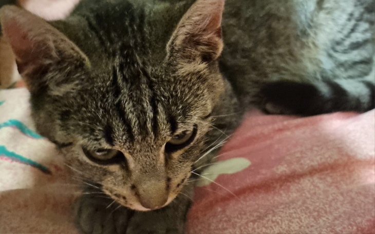 Zbiórka Dwie choroby jedna biedna kotka - zdjęcie główne