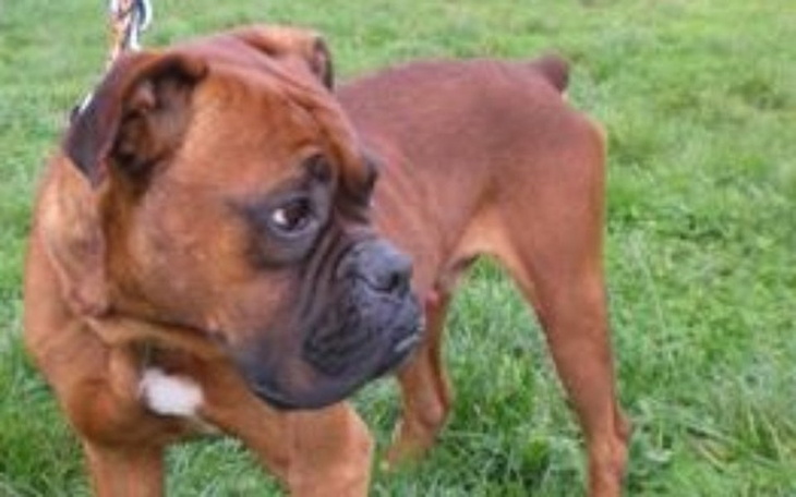 Zbiórka Mój pies potrzebuje pomocy - zdjęcie główne