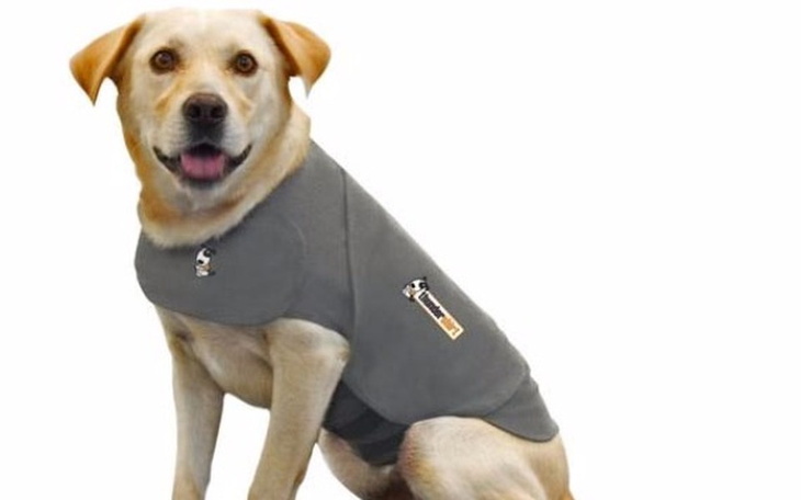 Zbiórka Pomocne zwierze. - zdjęcie główne