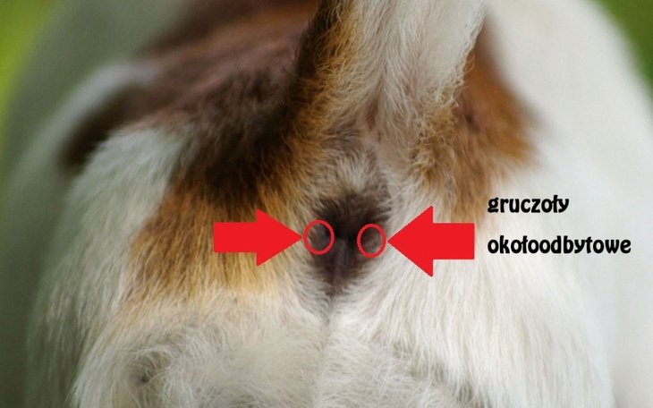 Zbiórka Czopy - zdjęcie główne