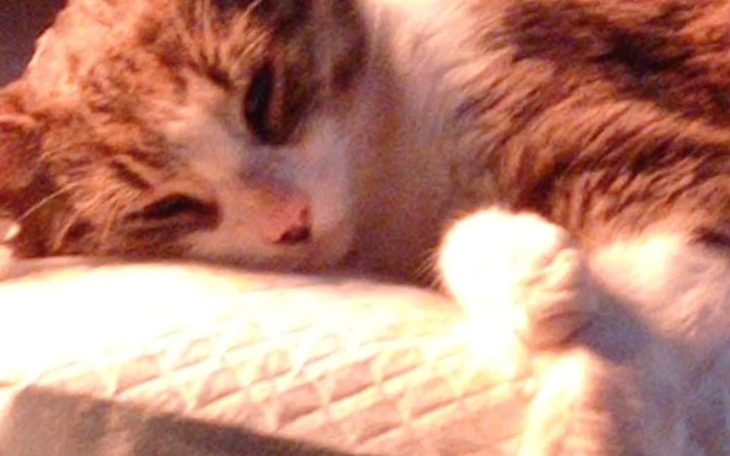 Zbiórka Zbiórka na przetłaczanie krwi - zdjęcie główne