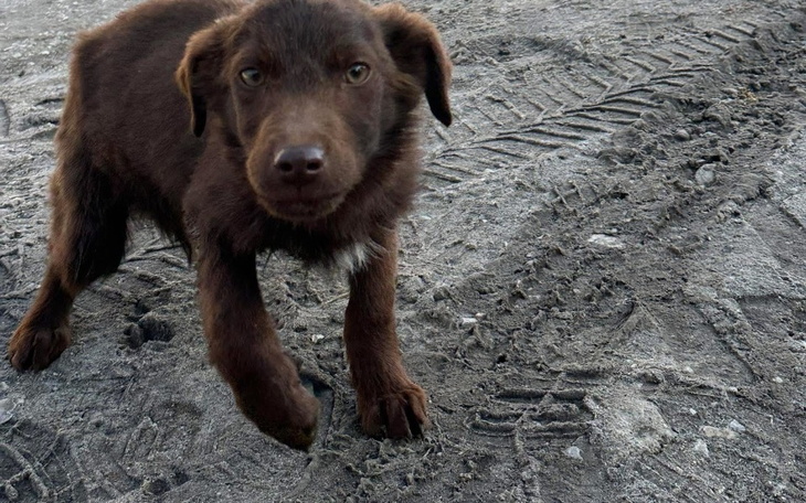 Mały brązowy szczeniak na tle szarej ziemi.