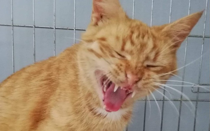 Zbiórka kocia_szopa - zdjęcie główne