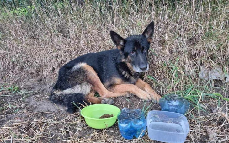 Zbiórka Połamany, zagłodzony , porzucony - zdjęcie główne