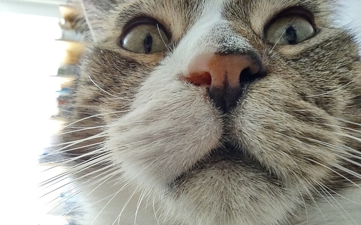 Zbiórka Na ząbki dla kotka - zdjęcie główne