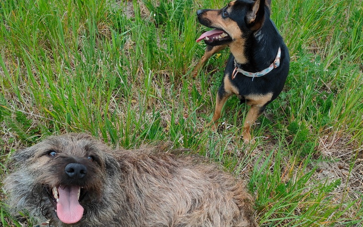 Zbiórka Dla moich psów na karmę - zdjęcie główne