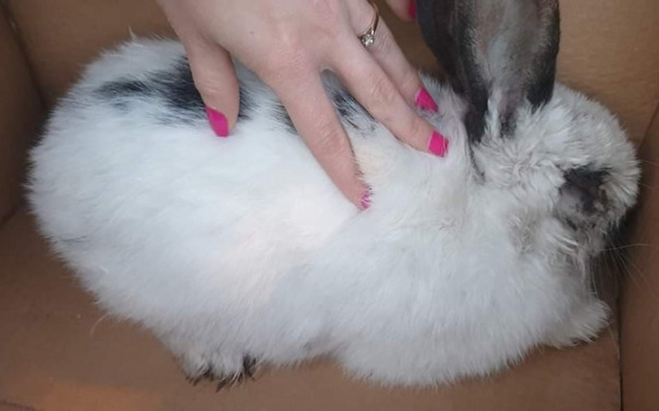 Zbiórka Ratujemy oślepionego królika - zdjęcie główne