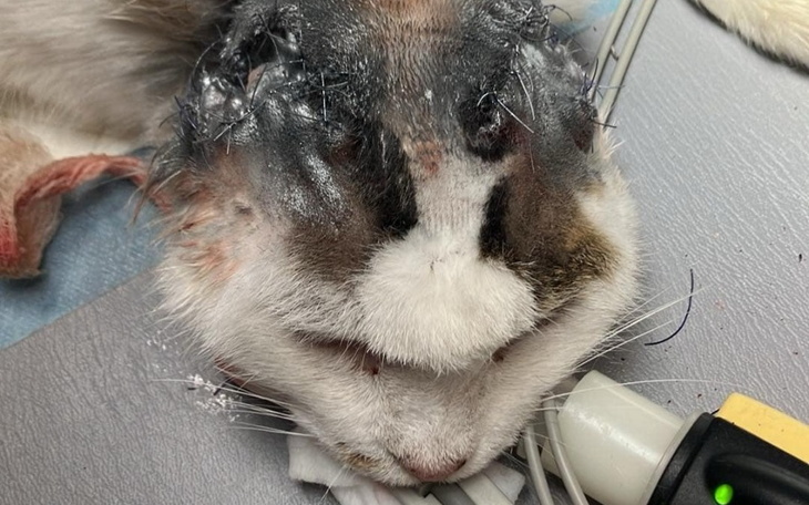 Kot po operacji, z widocznymi szwami na głowie, leży na stole.