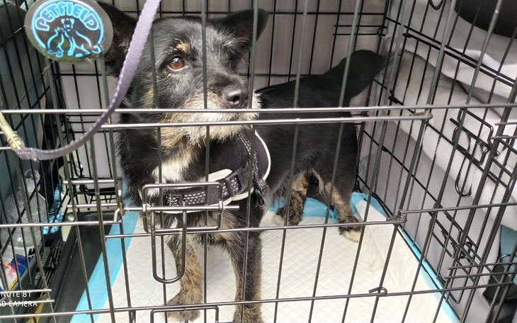 Zbiórka Louis i Pinio jadą do DOMU - zdjęcie główne