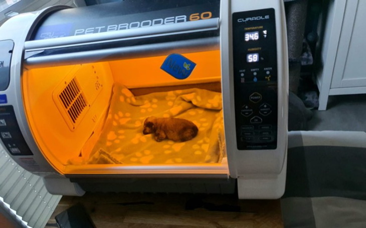 Zbiórka Inkubator dla szczeniąt - zdjęcie główne