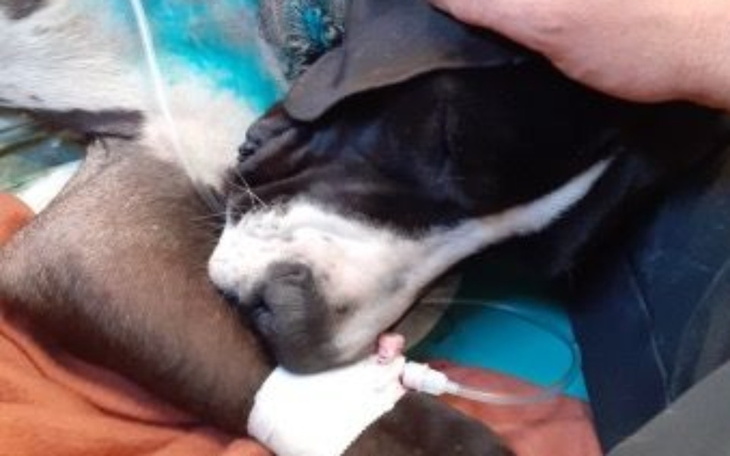 Zbiórka Złomek - na lepsze psie życie - zdjęcie główne