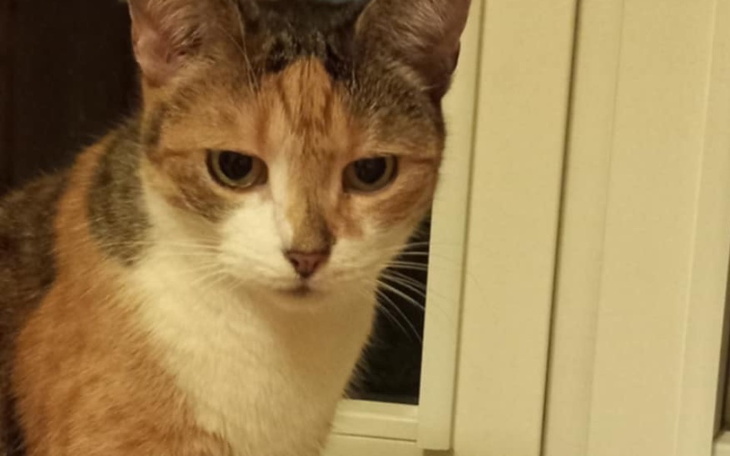 Kot o tricolorowym futrze, patrzący w stronę okna.